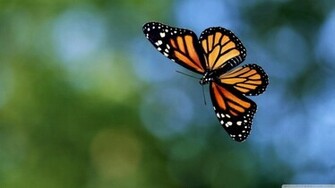 Flying Butterflies Pin Butterfly Screensaver Gallery
