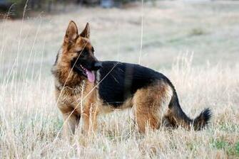 German Shepherd HD Wallpaper