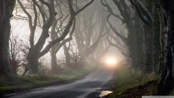 Creepy Forest Wallpaper Natural Landscape Nature Tree Atmospheric