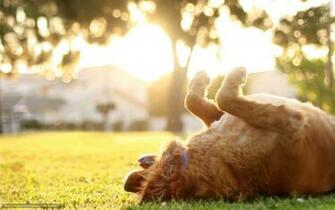 Wallpaper Dog Summer Light Dom Desktop