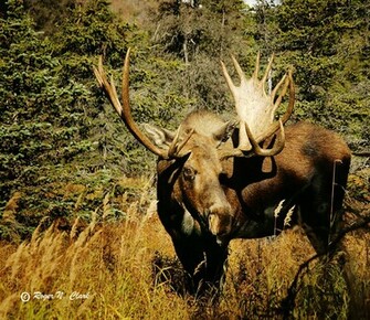 Animation Moose Wallpaper Picture