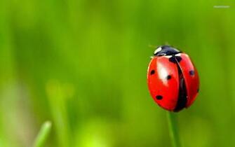 Ladybug Coloring Printable Surprising Facts About Ladybugs