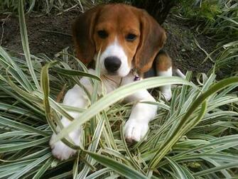 Beagle Wallpaper M5x Eu
