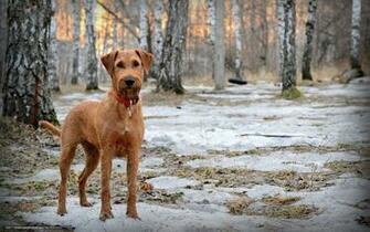 Wallpaper Dog Friend Forest Spring Desktop