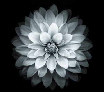 White Lotus Wallpaper