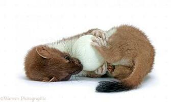 Stoat With Egg Photo Wp28488
