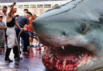 Related Pictures Shark Megalodon As Seen In The Week Special