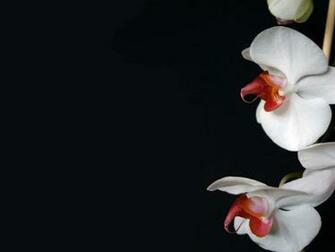 Flowers Wallpaper White And Red