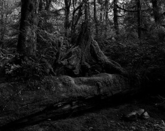 Dark Forest Wallpaper Pictures