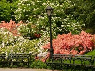 Central Park Nook Pm Photo Jh