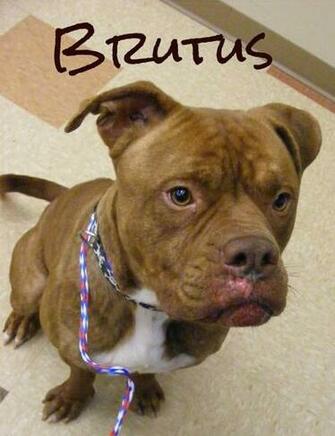 Related Pictures Pin French Mastiff Wallpaper Car