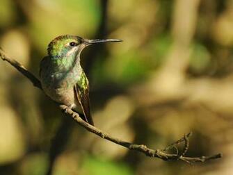 Hummingbird Wallpaper