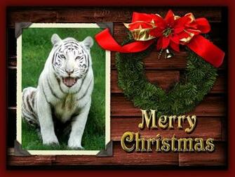 Christmas Wallpaper White Tiger Chat Big Cats