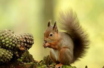 Wallpaper Details File Name Squirrel Uploaded By Lucky Date