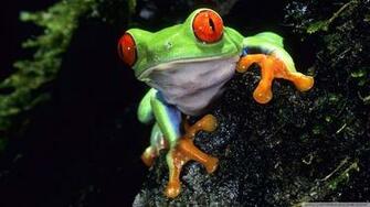 Red Eyed Tree Frog Wallpaper