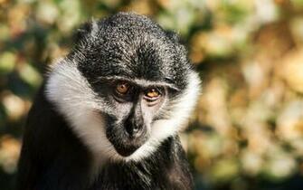 Monkey Indian Funny Spiderman HD Image