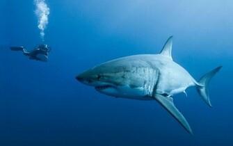 HD Sharks Wallpaper And Photos Animals