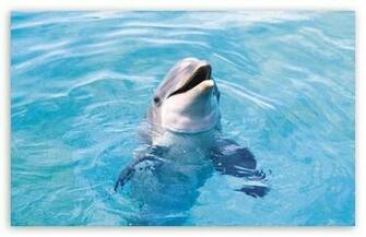 Dolphin HD Desktop Wallpaper Widescreen High Definition