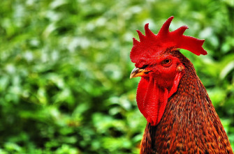 Chicken Wallpaper HD