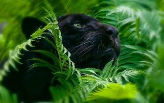 Black Panther HD Wallpaper For Desktop