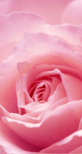 Light Pink Rose Macro iPhone 5s Wallpaper