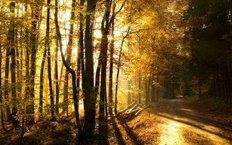 HD Wallpaper 1080p Forest