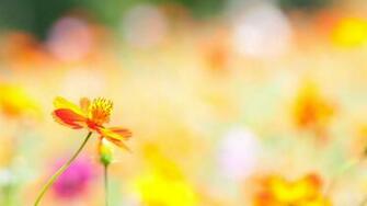 Summer Flower Background