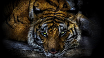 Cool Wallpaper Of Tigers
