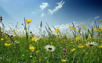 Wildflowers Daisy Flowers