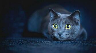 Grey Cat Wallpaper At Wallpaperbro