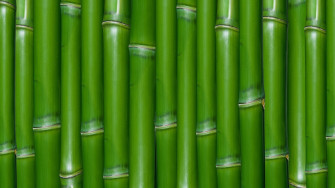 Bamboo Wallpaper HD