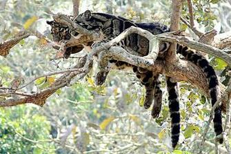 Clouded Leopards Image Leopard Wallpaper HD