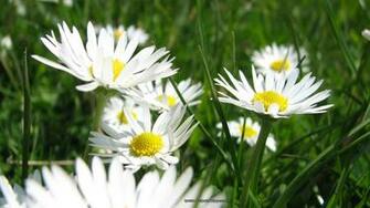 Daisy Flowers Wallpaper Resolution