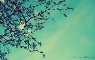 Appleblossom Art Wallpaper