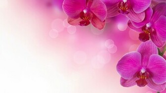 Stunning Pink Wallpaper Background