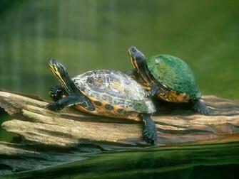 Slow Friends Reptiles Wallpaper