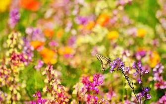 Butterfly And Colorful Flowers Wallpaper