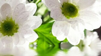 White Flower Wallpaper