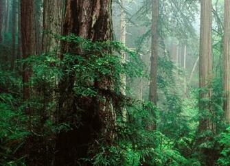 Gallery For Basin Redwood Wallpaper