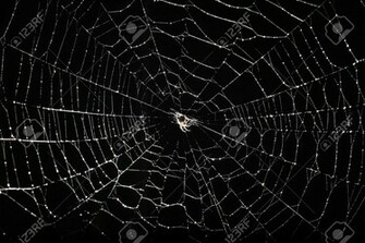 Pics Facts Funny Stuff About Animals Nature Spider Web Background