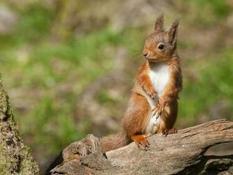 Rodents Squirrels Animals Squirrel Wallpaper Background