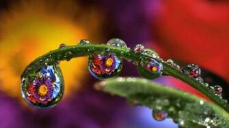 By Leo Category Flowers Resolution S