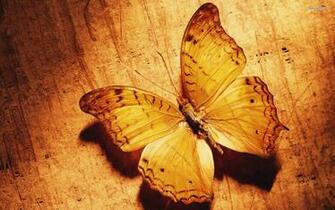 Butterfly Cute Background Wallpaper Animals