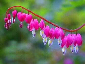 Bleeding Hearts Wallpaper