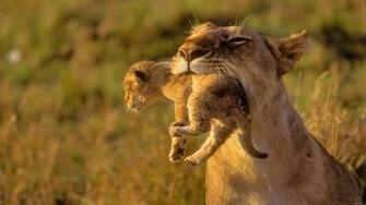 Animals HD Wallpaper