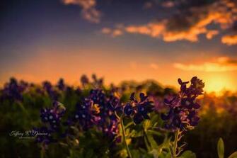 Bluebonnet Wallpaper HDq Background W