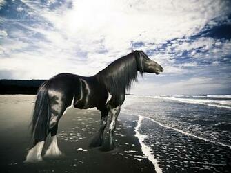 Gypsy Vanner Paard Fantasy Wallpaper