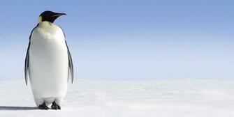Penguin Photography Best Photo At