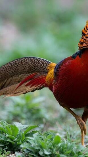 Birds Golden Pheasant Wallpaper Allwallpaper In