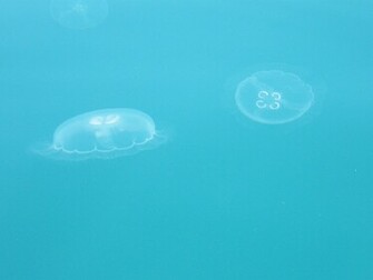 Wallpaper Jellyfish